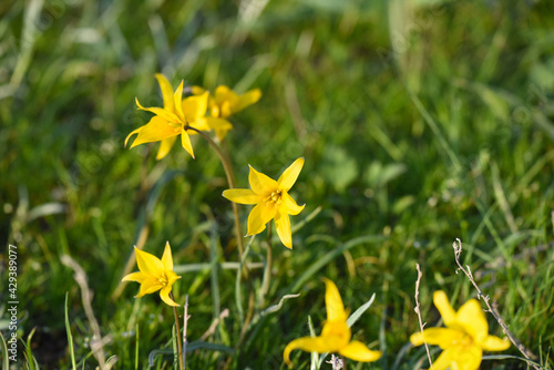 Blooming wild red and yellow tulips in green grass in spring steppe in Kalmykia photo