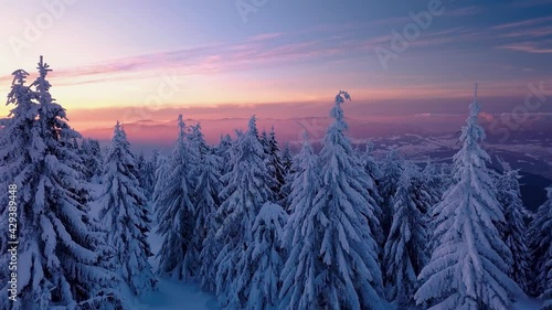 Frozen forest with snowy trees in cold winter evening nature landscape at sunset