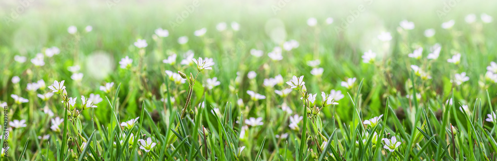 Small white flowers on green grass outdoors close-up. Spring or summer floral background. Small white flowers on green grass outdoors close-up. Spring or summer floral background.