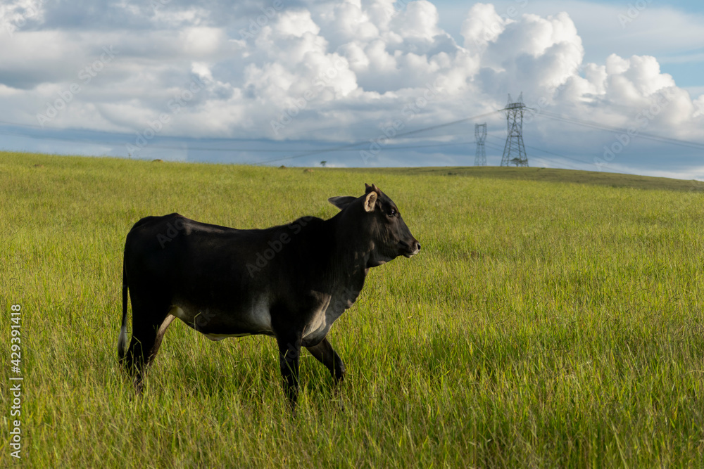 Fototapeta premium black cattle on the farm pasture