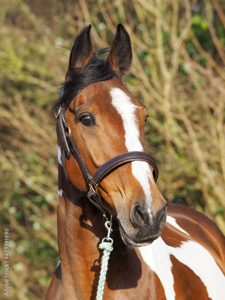 Obraz premium Skewbald Horse Headshot