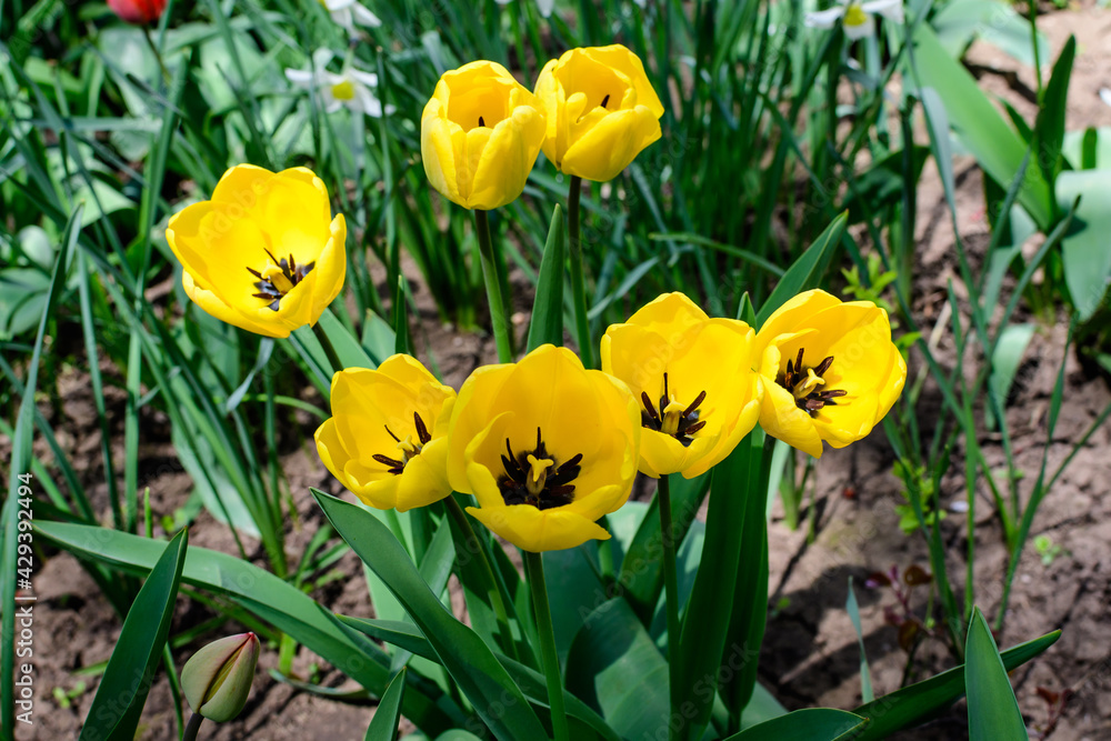 Close up of many delicate vivid yellow tulips in full bloom in a sunny spring garden, beautiful outdoor floral background photographed with soft focus. Close up of many delicate vivid yellow tulips in full bloom in a sunny spring garden, beautiful outdoor floral background photographed with soft focus.