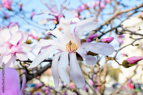 Close up of many delicate white and pink magnolia flowers in full bloom on a branch towards clear blue sky in a garden in a sunny spring day  beautiful outdoor floral background.