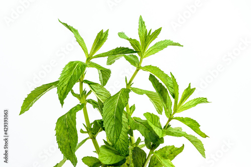 Fresh leaves of green mint isolated on white background  side view of healthy vegan food