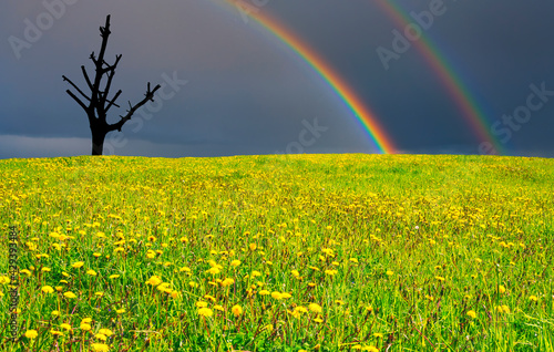 Blossoming field of dandelion and dead dry tree on horizon under rainy cloudy...