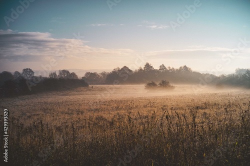 Misty Winter Morning, Field, Trees and Grass