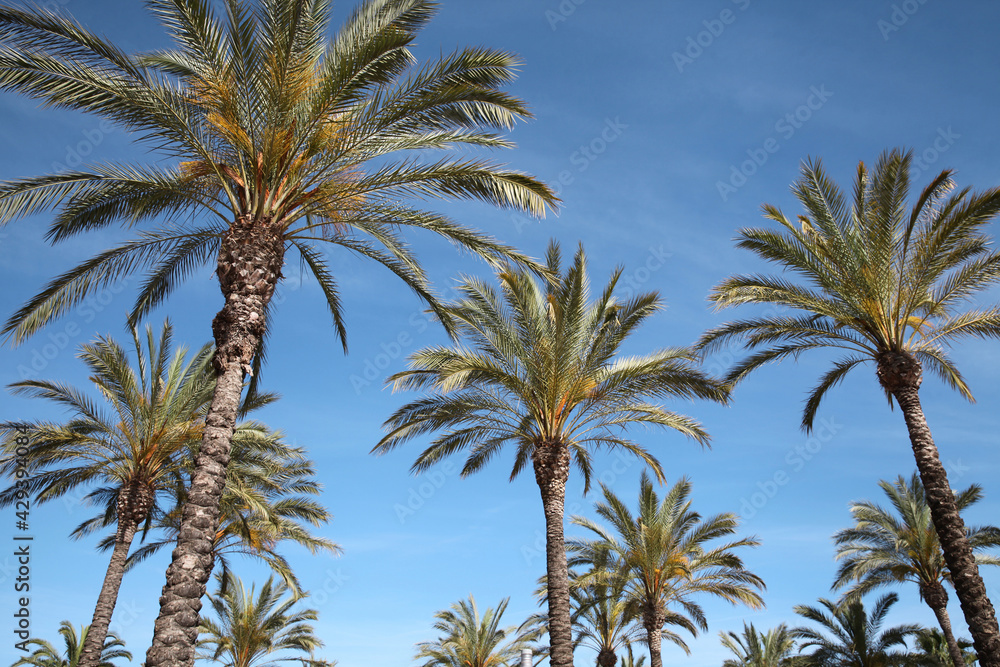 Palm trees on a sky background, travel, vacation, nature and summer holidays concept