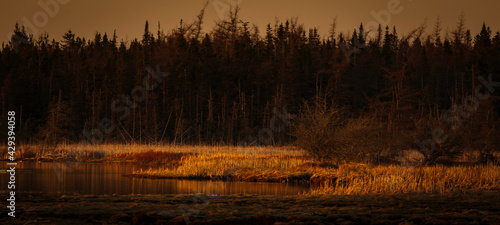 Vibrant Sunlight on Cattails in Marsh © Sean O'Hare