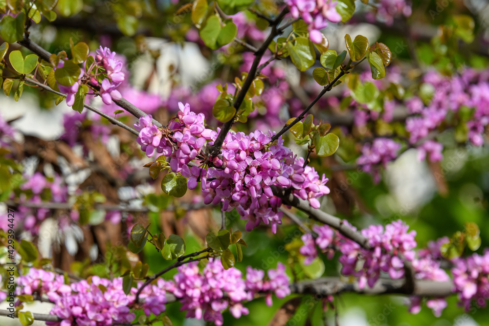 Many vivid pink flowers of Cercis siliquastrum, commonly known as Judas tree or Judas-tree, in a garden in a sunny spring day, beautiful outdoor floral background. Many vivid pink flowers of Cercis siliquastrum, commonly known as Judas tree or Judas-tree, in a garden in a sunny spring day, beautiful outdoor floral background.
