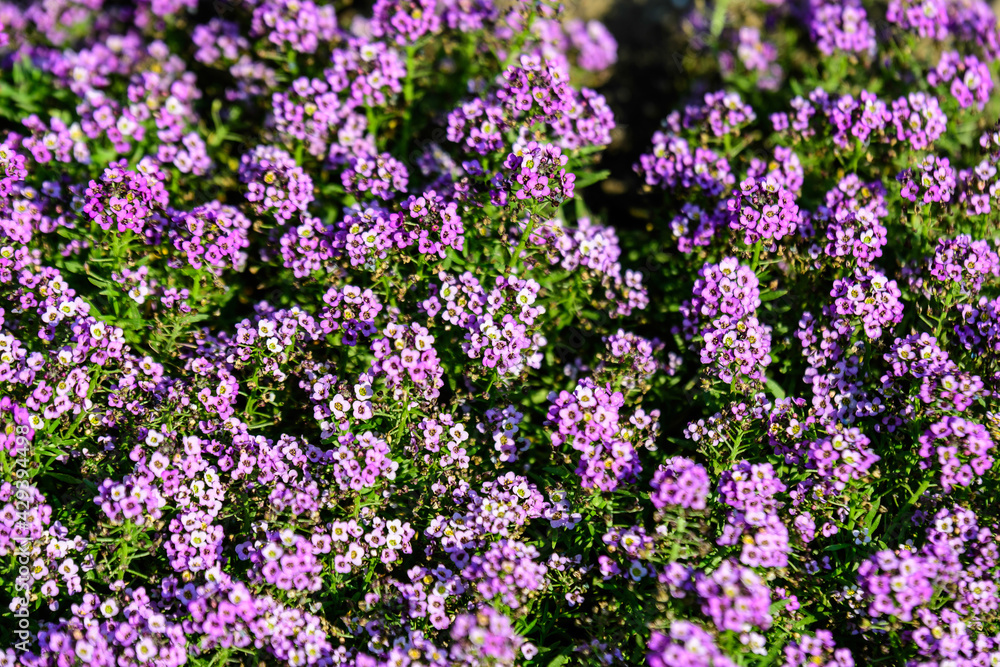 Naklejka premium Many purple flowers of Lobularia maritima, commonly known as sweet alyssum or sweet alison, in a garden in a sunny spring day, beautiful outdoor floral background.