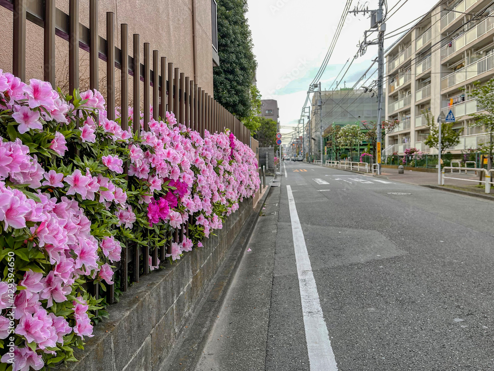 Obraz premium アザレアを咲いてる道