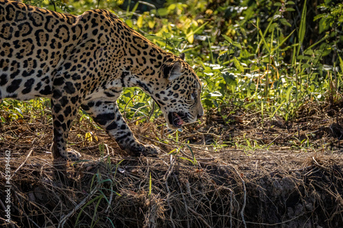 Fotografi Jaguar / Onça Pintada (Panthera onca)