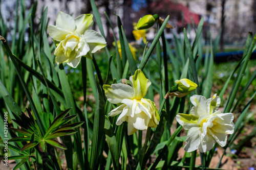 One delicate white and vidid yellow daffodil flower in full bloom with blurred green grass, in a sunny spring garden, beautiful outdoor floral background photographed with selective focus.