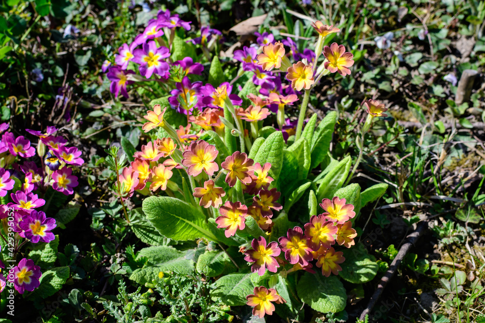 Obraz premium Many vivid pink and yellow flowers of primula plant also known as cowslip or common cowslip primrose in a sunny spring garden, beautiful outdoor floral background.