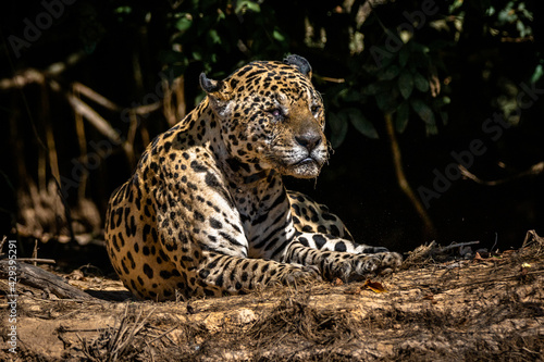 Jaguar / Onça Pintada (Panthera onca) © Lucas