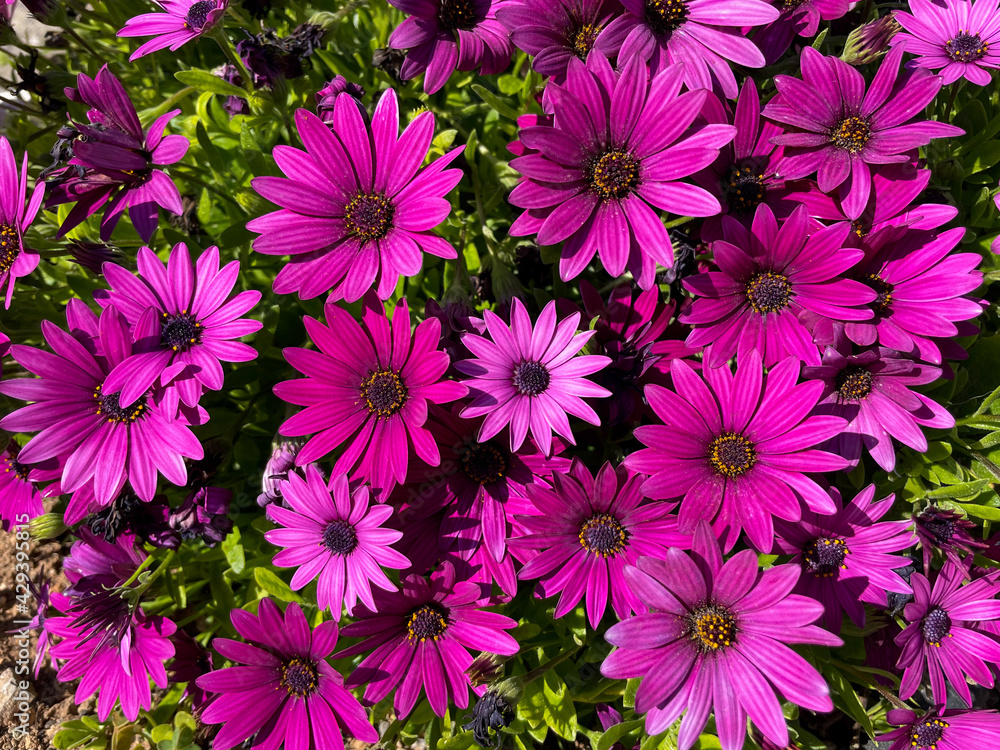 Beautiful vibrant pink Osteospermum Marguerites flowers top view, floral spring summer wallpaper background with pink cape daisy flowers Beautiful vibrant pink Osteospermum Marguerites flowers top view, floral spring summer wallpaper background with pink cape daisy flowers