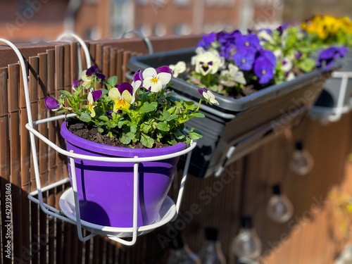 Fototapeta Naklejka Na Ścianę i Meble -  Beautiful bright viola cornuta pansy flowers in vibrant purple, violet and yellow color in flower pot hanging on the balcony fence, spring beautiful balcony flowers high angle view