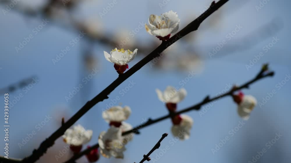 Nice white apricot spring flowers branch macro photography nature awakening 4k video Nice white apricot spring flowers branch macro photography nature awakening 4k video