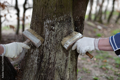 Workers paint a tree with lime. Work in gloves.