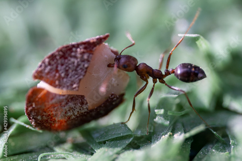 Sahara Desert Ants (Cataglyphis nodus) macrophotography busily pulling seed side view in United Arab Emirates. Teamwork hardwork, and resourcefulness concepts. photo