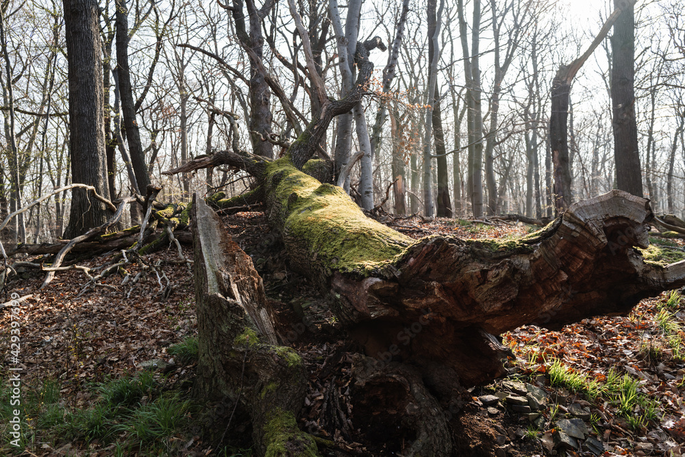 Fototapeta premium Uralter Baum mit Moos liege im Wald