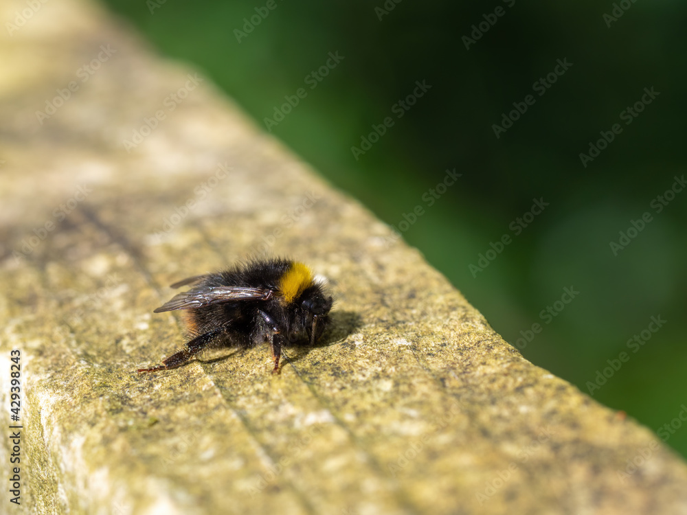 Early Bumblebee aka Bombus pratorum resting on fence. Early Bumblebee aka Bombus pratorum resting on fence.