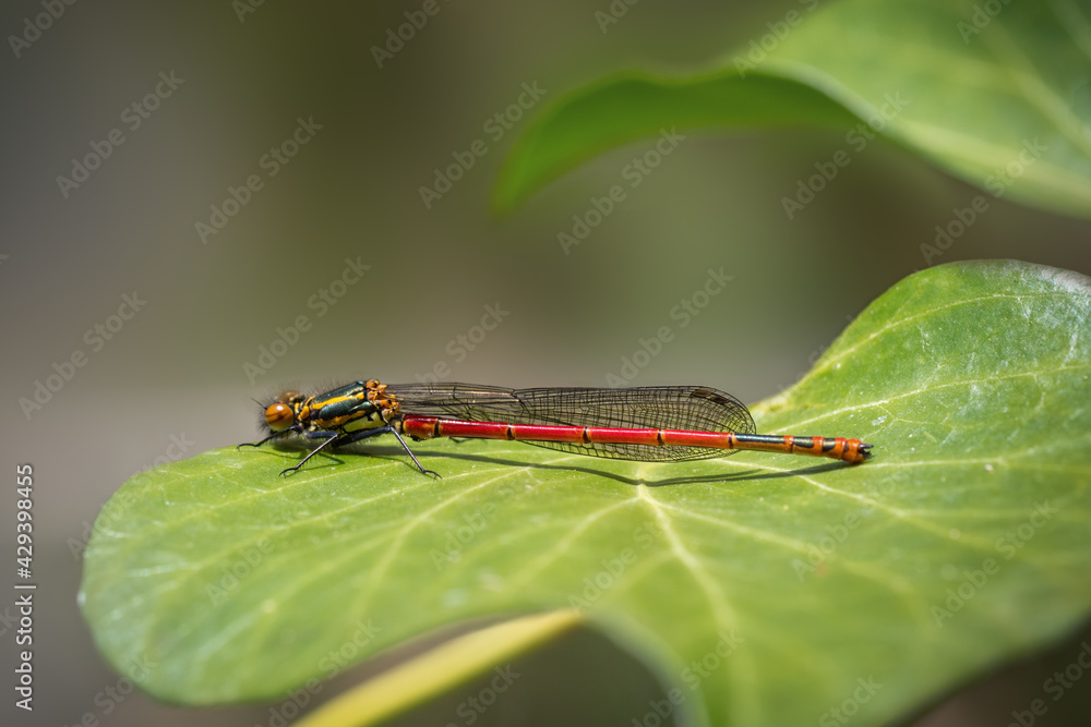 Large Red Damselfly, Pyrrhosoma nymphula, profile on leaf. Large Red Damselfly, Pyrrhosoma nymphula, profile on leaf.