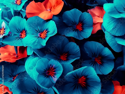 Beautiful flowers of an unusual neon shade of blue and orange, design background. Street flowers. Copy space.