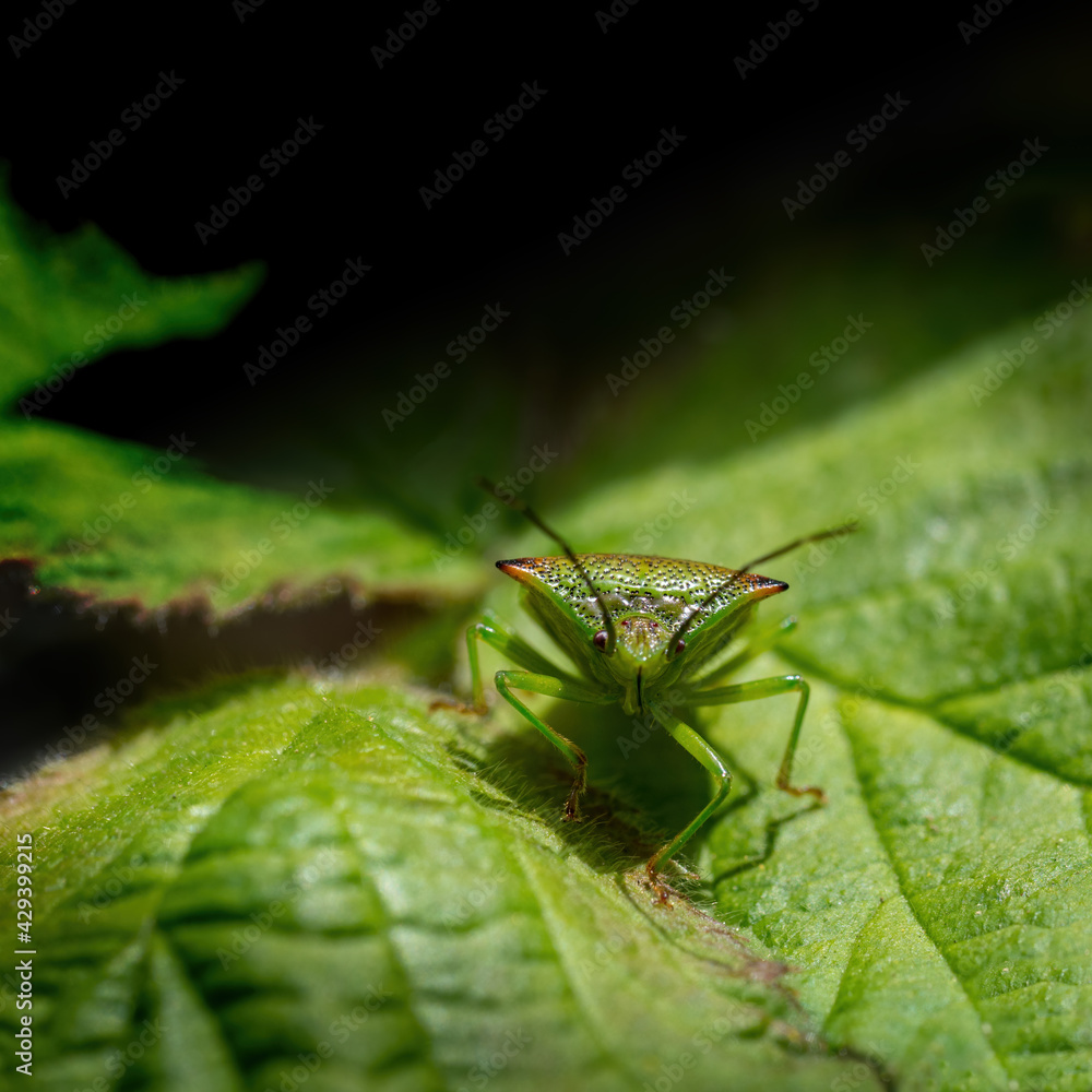 Closeup of Acanthosoma haemorrhoidale aka Hawthorn shieldbug approaching camera. Closeup of Acanthosoma haemorrhoidale aka Hawthorn shieldbug approaching camera.