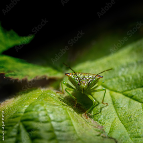 Closeup of Acanthosoma haemorrhoidale aka Hawthorn shieldbug approaching camera.