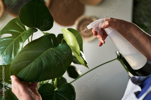 Close up of spraying green leaves from a spray bottle
