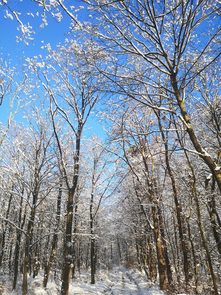 Winterzeit am Clausberg auf dem Rennsteig, Thüringer Wald Winterzeit am Clausberg auf dem Rennsteig, Thüringer Wald