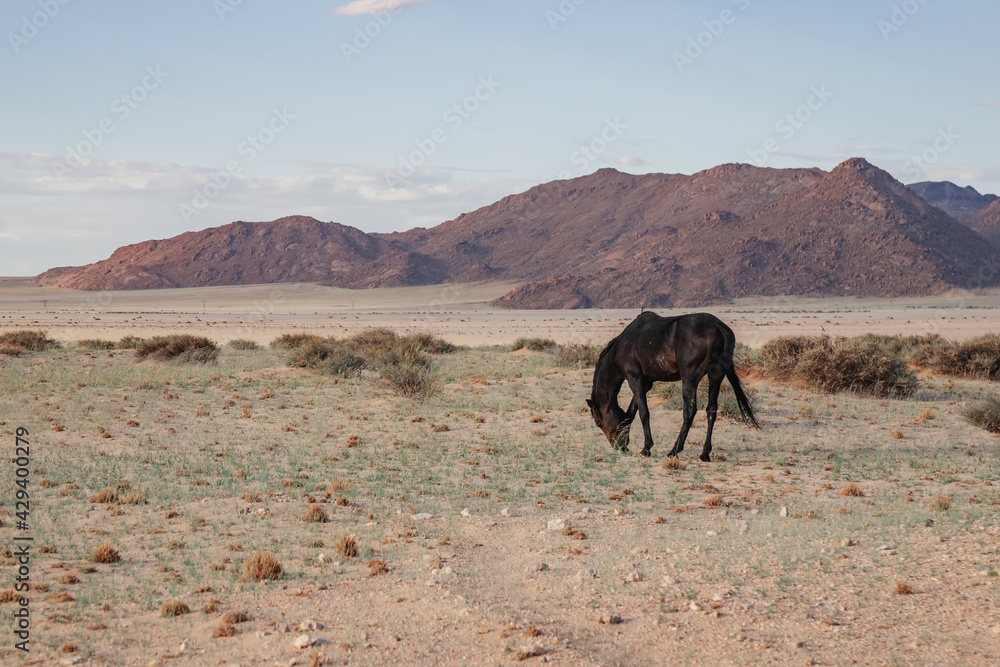wild horses of the namib desert wild horses of the namib desert