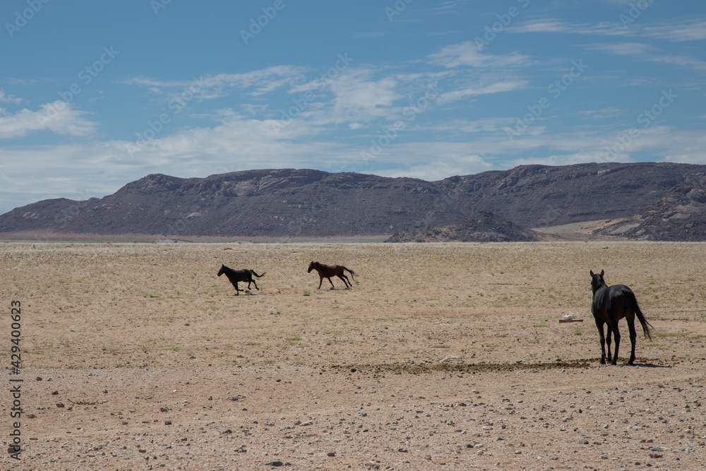 wild horses of the namib desert