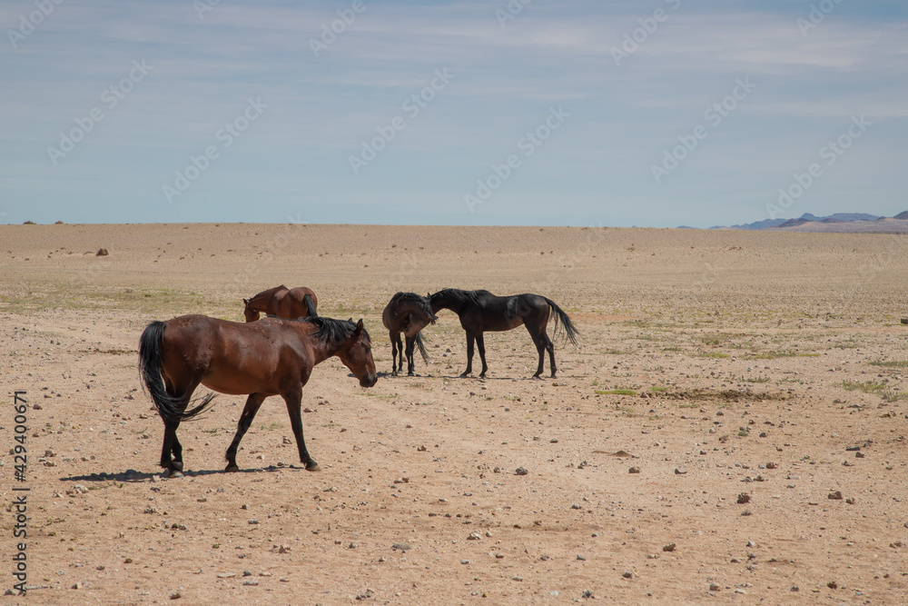 wild horses of the namib desert