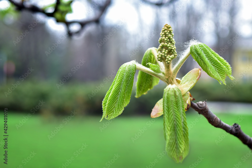 Young sprig of chestnut. Spring leaves. Flower buds Young sprig of chestnut. Spring leaves. Flower buds