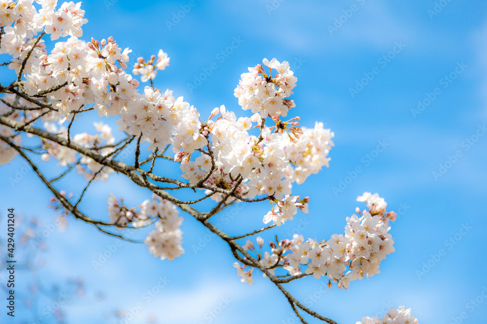 桜 桜