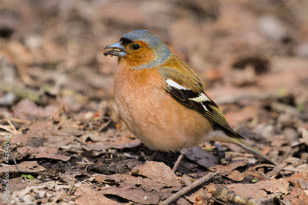 A small forest songbird with reddish sides. Chaffinch, a colorful bird sitting in last year's foliage and looking at the photographer. City birds. Blurred background. Close-up. Wild nature. A small forest songbird with reddish sides. Chaffinch, a colorful bird sitting in last year's foliage and looking at the photographer. City birds. Blurred background. Close-up. Wild nature.