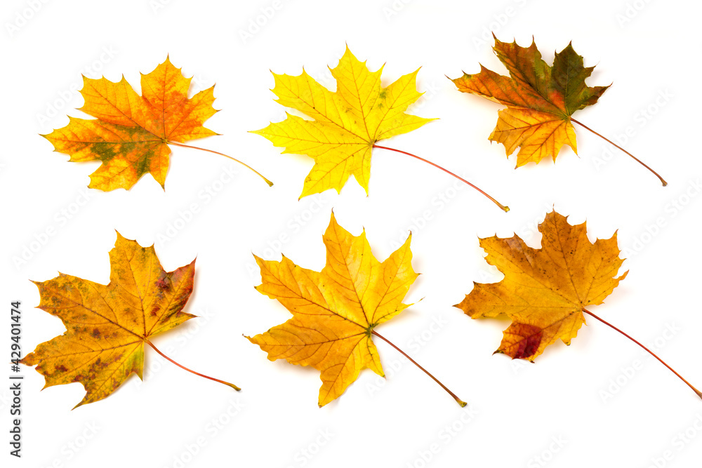Autumn maple leaf close-up on white background. rich color background Autumn maple leaf close-up on white background. rich color background
