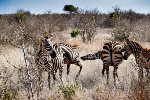 group of zebras in tsavo east national park