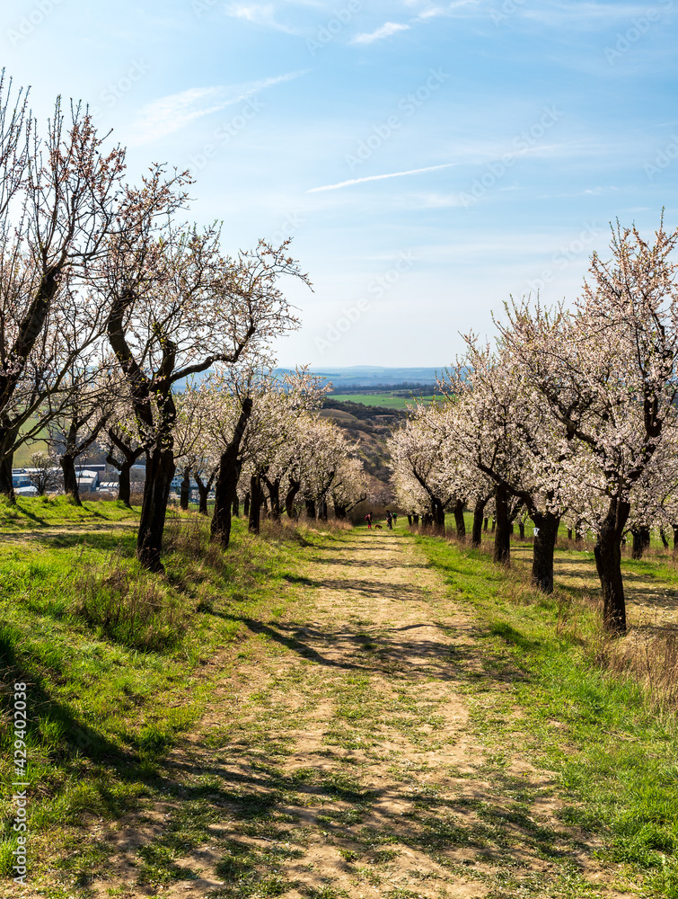 Blossoming almond trees orchard above Hustopece town in Czech republic Blossoming almond trees orchard above Hustopece town in Czech republic