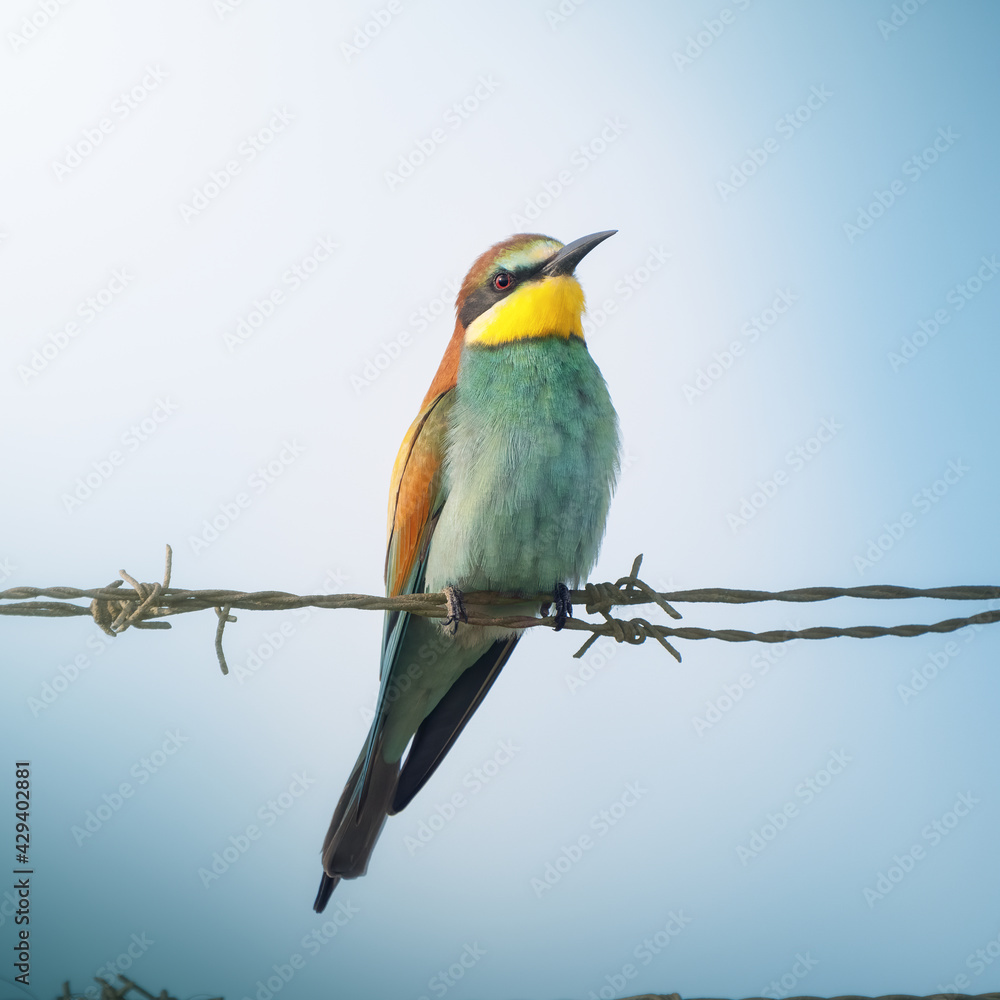 Obraz premium Bee-eater on a barbed wire
