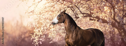 horse in the sunset