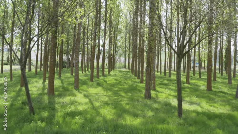 backward movement in a poplar grove in springtime backward movement in a poplar grove in springtime