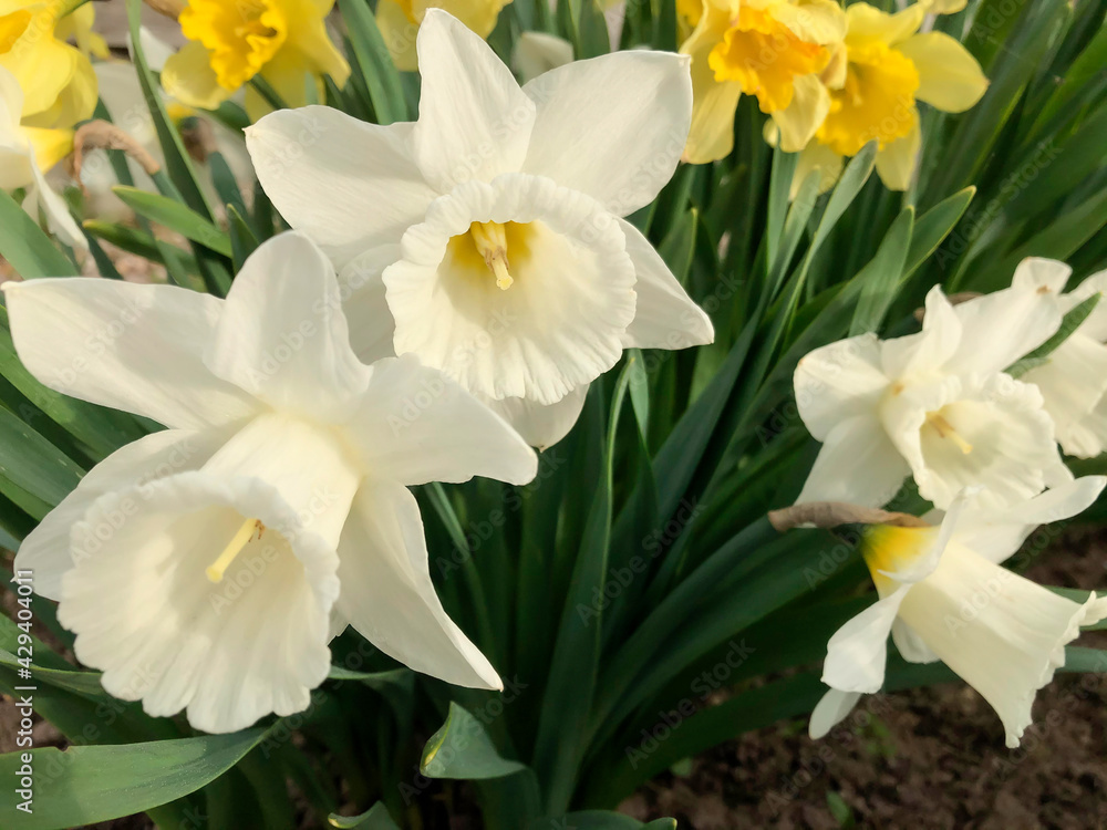 Daffodils are a garden bulbous plant with white or yellow fragrant flowers. Daffodils are a garden bulbous plant with white or yellow fragrant flowers.