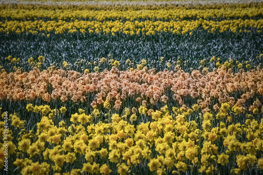 Daffodil flower fields in Lisse near famous Keukenhof gardens, Netherlands