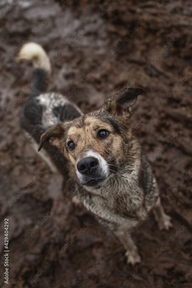Fototapeta premium Very dirty and wet mixed breed shepherd dog