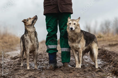 Photography Very dirty and wet mixed breed shepherd dogs standing near faceless owner