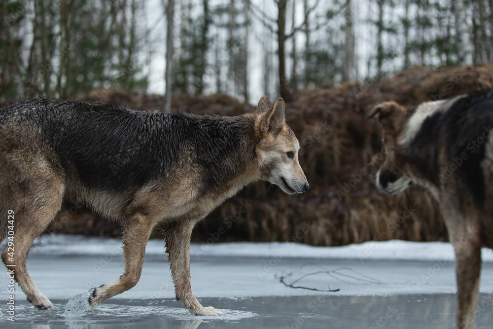 Obraz premium Dirty and wet mixed breed shepherd dogs standing on frozen lake