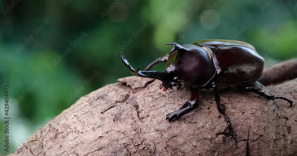 Japanese Rhinoceros Beetle. Video of a beetle on a branch. Japanese Rhinoceros Beetle. Video of a beetle on a branch.